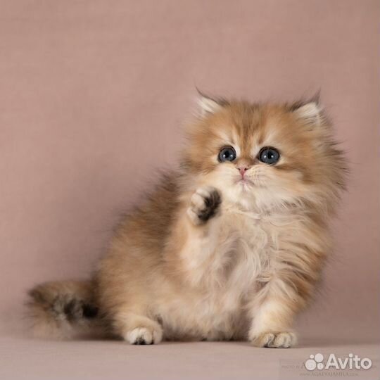 Золотые британские длинношёрстные шиншиллы