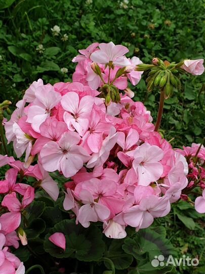 Герань пеларгония