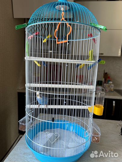 Попугай получех