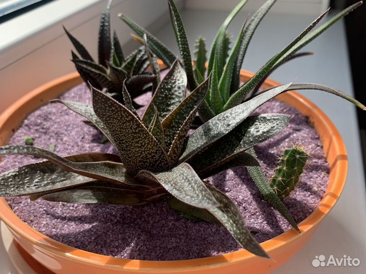 Суккуленты в керамическом горшке