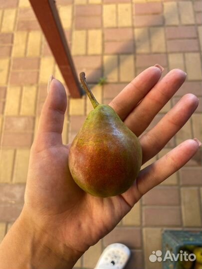 Груша