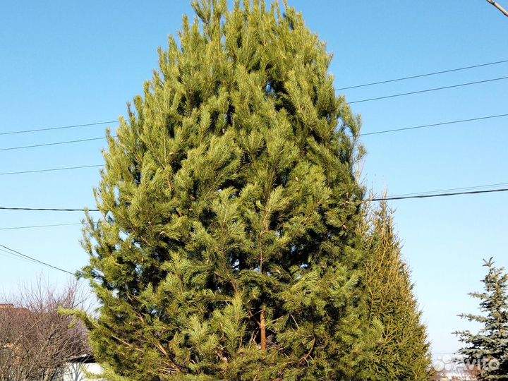 Сосна 7-8 метров с посадкой