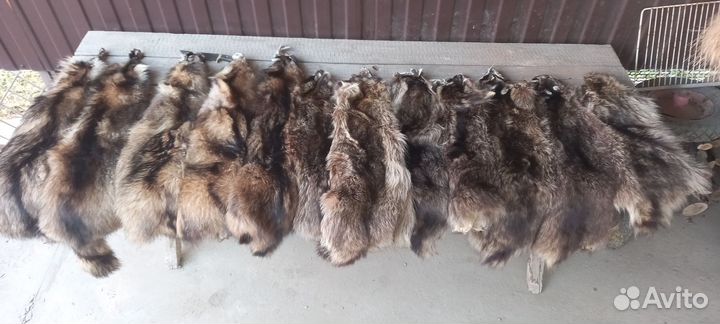 Продаются шкуры енота