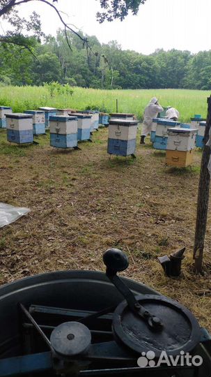 Мед цветочный, урожай 2023 г. Отправим в регионы