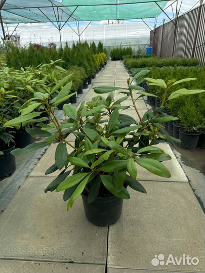 Рододендрон