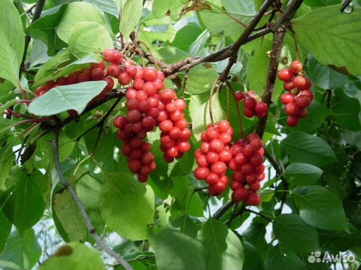 Лимонник Дальневосточный. Лимонник китайский (Schisandra chinensis). Лимонник Дальневосточный саженцы. Лимонник в тайге.