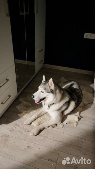 Передержка собак в домашних условиях