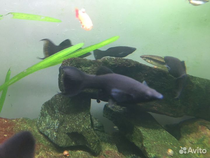 Молинезии черные