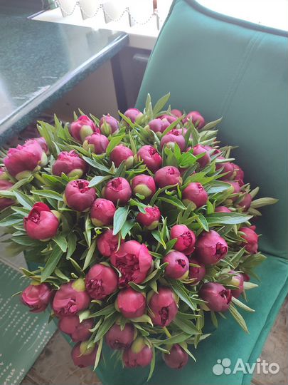 Пионы букет