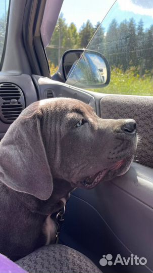 Доставка животных, зоотакси, перевозка животных