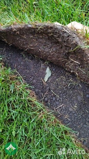 Рулонный газон с укладкой