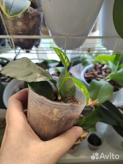 Хойя белла альбомаргината, мультифлора