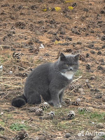 Кошечка ищет дом