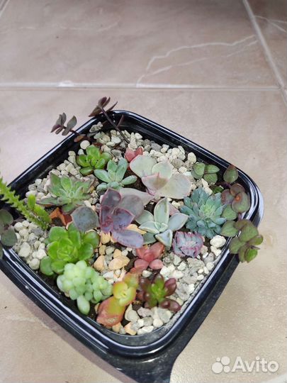 Суккуленты