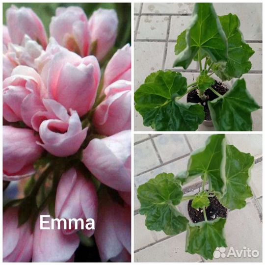 Пеларгония тюльпановидная