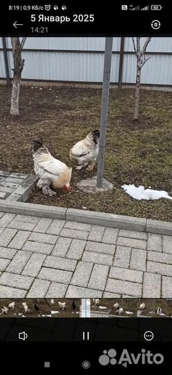 Молодые петухи