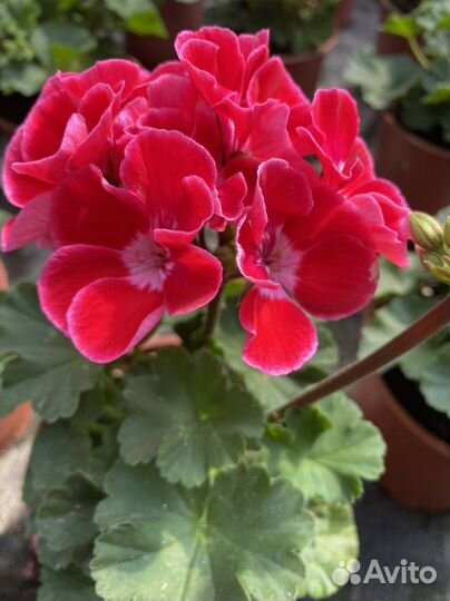 Пеларгония герань