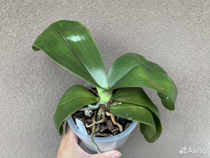 Орхидея фаленопсис