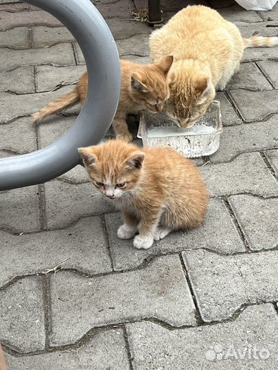 Котята отдам бесплатно