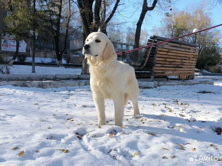 Щенки и подростки