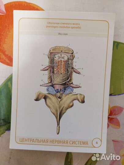 Карточки по Анатомии цнс