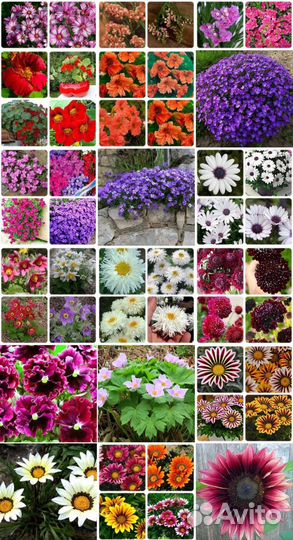 Семена цветов и овощей, Наборы для рассады