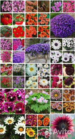 Семена цветов и овощей, Наборы для рассады