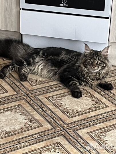 Мейн-кун котенок