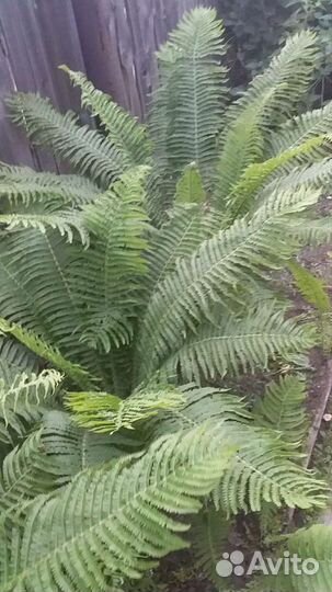 Папоротник. Садовый. Страусник,обыкновенный