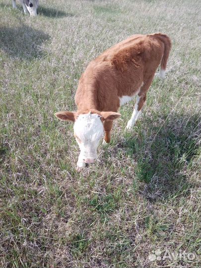 Корова с теленком