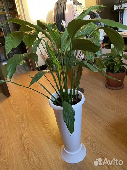 Цветок Спатифиллюм