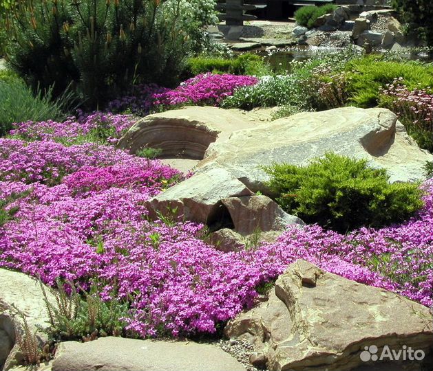 Многолетние цветы для сада