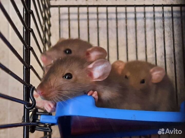 Крысята Дамбо. Крысы шоколадно-жемчужные. Питомник