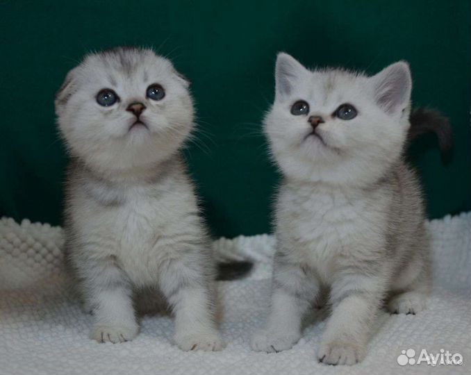 Шикарный вислоухий котик