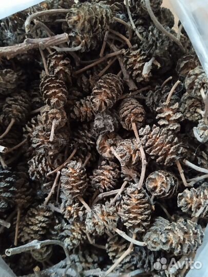 Шишки ольхи для аквариума