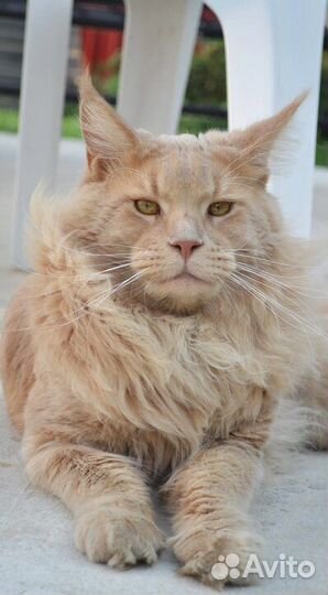 Котята Мейн-кун