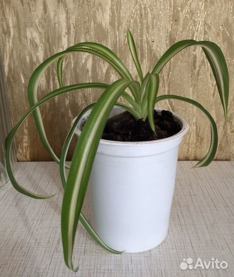 Хлорофитум Бонни (кудрявый)