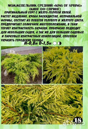 Можжевельник