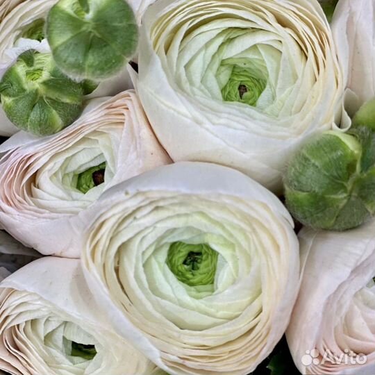 Ранункулюс цветы