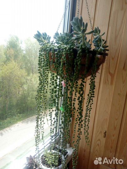 Суккуленты Крестовник