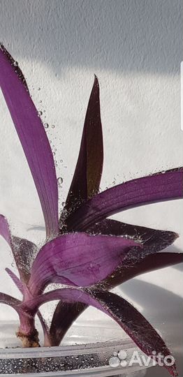 Традесканция пурпурная