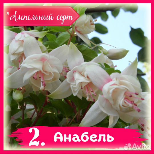 Черенки фуксии