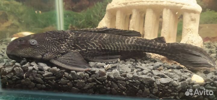 Птерегоплихт