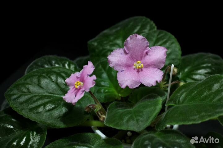 Продам цветущие фиалки