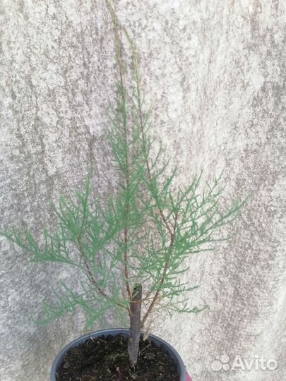 Тамарикс (тамариск, бисерное дерево)