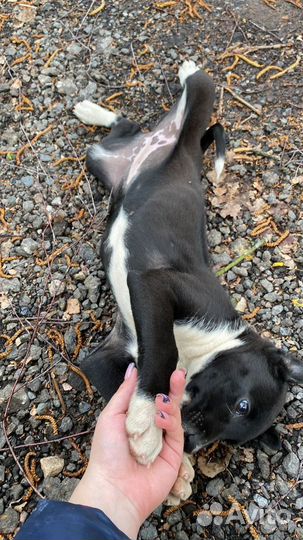 Щенок в добрые руки