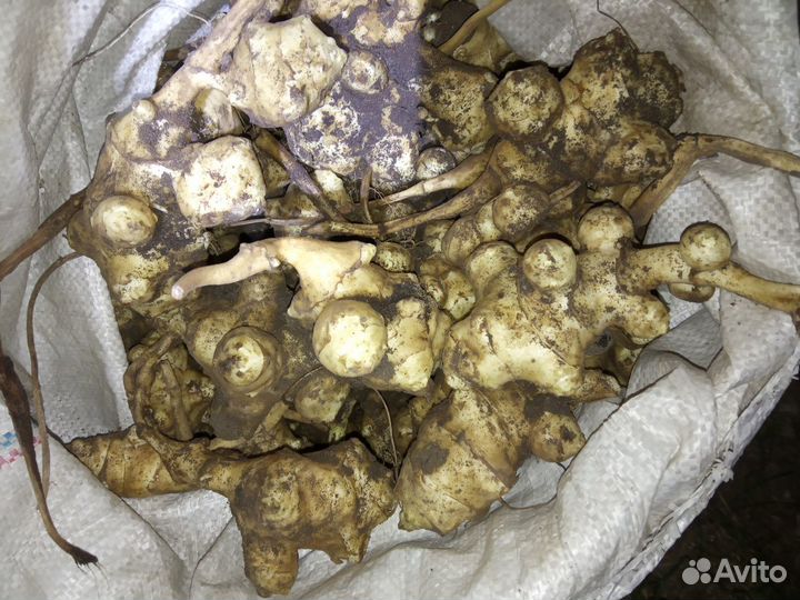 Топинамбур