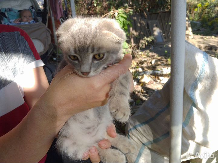 Кошка в дар бесплатно