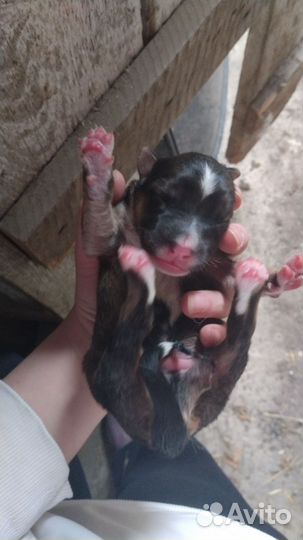 Щенята, в добрые руки