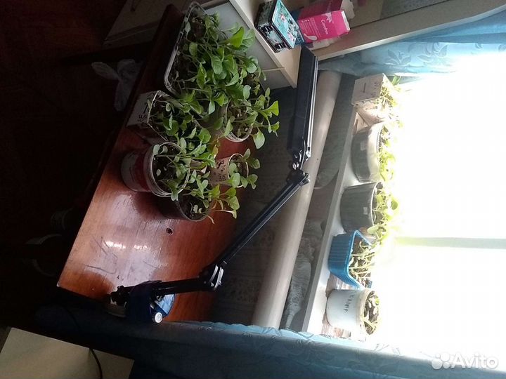 Рассада табака